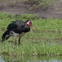 Gęsiec - Plectropterus gambensis - Spur-winged Goose