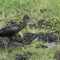 Ibis kasztanowaty - Plegadis falcinellus - Glossy Ibis