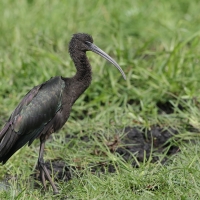 Ibis kasztanowaty - Plegadis falcinellus - Glossy Ibis