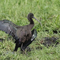 Ibis kasztanowaty - Plegadis falcinellus - Glossy Ibis