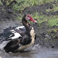 Gęsiec - Plectropterus gambensis - Spur-winged Goose