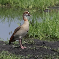 Gęsiówka egipska - Alopochen aegyptiaca - Egyptian Goose