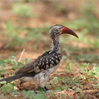 Toko buszmeński - Tockus rufirostris - Southern red-billed hornbill