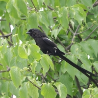 Dzierzba srokata - Lanius melanoleucus - Magpie Shrike