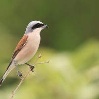 Dzierzba gąsiorek - Lanius collurio - Red-backed Shrike