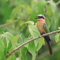 Żołna białoczelna - Merops bullockoides - White-fronted Bee-eater