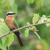Żołna białoczelna - Merops bullockoides - White-fronted Bee-eater