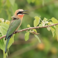 Żołna białoczelna - Merops bullockoides - White-fronted Bee-eater