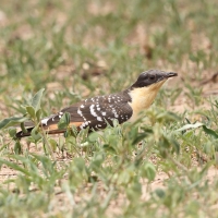 Kukułka czubata - Clamator glandarius - Great Spotted Cuckoo