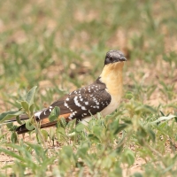 Kukułka czubata - Clamator glandarius - Great Spotted Cuckoo