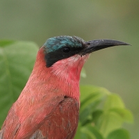 Żołna karminowa - Merops nubicoides - Southern Carmine Bee-eater