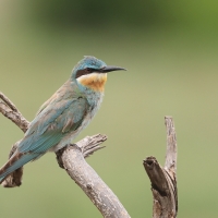 Żołna modrolica - Merops persicus - Blue-cheeked Bee-eater