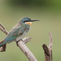 Żołna modrolica - Merops persicus - Blue-cheeked Bee-eater