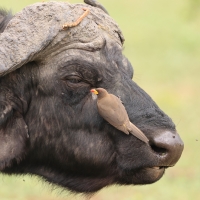 Bąkojad żółtodzioby - Buphagus africanus - Yellow-billed Oxpecker