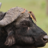 Bąkojad żółtodzioby - Buphagus africanus - Yellow-billed Oxpecker