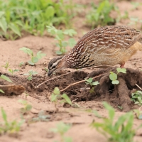 Frankolin czubaty - Dendroperdix sephaena - Crested Francolin
