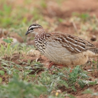 Frankolin czubaty - Dendroperdix sephaena - Crested Francolin