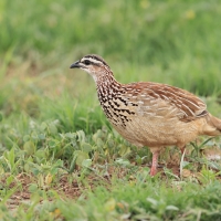 Frankolin czubaty - Dendroperdix sephaena - Crested Francolin