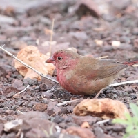 Amarantka czerwonodzioba - Lagonosticta senegala - Red-billed Firefinch