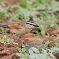 Czagra brązowołbista - Tchagra australis - Brown-crowned Tchagra