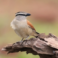Czagra brązowołbista - Tchagra australis - Brown-crowned Tchagra