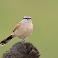 Czagra brązowołbista - Tchagra australis - Brown-crowned Tchagra