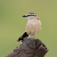 Czagra brązowołbista - Tchagra australis - Brown-crowned Tchagra