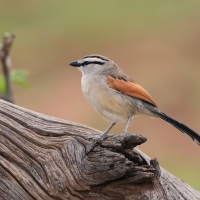 Czagra brązowołbista - Tchagra australis - Brown-crowned Tchagra