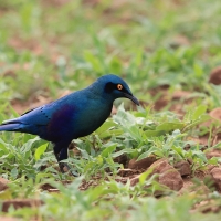Błyszczak stalowy - Lamprotornis chalybaeus - Greater Blue-eared Starling