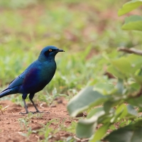 Błyszczak krępy - Lamprotornis australis - Burchell's Starling