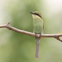 Żołna widłosterna - Merops hirundineus - Swallow-tailed Bee-eater
