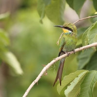 Żołna widłosterna - Merops hirundineus - Swallow-tailed Bee-eater