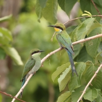 Żołna widłosterna - Merops hirundineus - Swallow-tailed Bee-eater