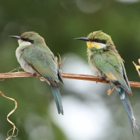 Żołna widłosterna - Merops hirundineus - Swallow-tailed Bee-eater