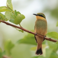 Żołna mała - Merops pusillus - Little Bee-eater