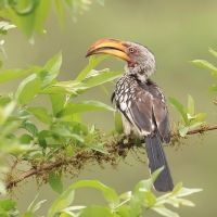 Toko czerwonolicy - Tockus leucomelas - Southern Yellow-billed Hornbill