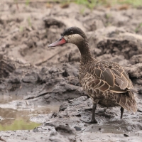 Srebrzanka czerwonodzioba - Anas erythrorhyncha - Red-billed Teal
