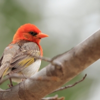 Wikłacz czerwonogłowy - Anaplectes rubriceps - Red-headed Weaver