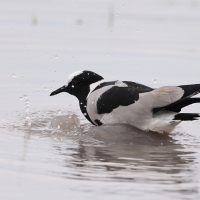 Czajka srokata - Vanellus armatus - Blacksmith Lapwing