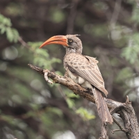 Toko ciemny - Lophoceros bradfieldi - Bradfield's hornbill