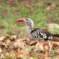 Toko buszmeński - Tockus rufirostris - Southern red-billed hornbill