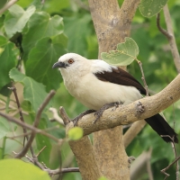 Tymal dwubarwny - Turdoides bicolor - Southern Pied Babbler
