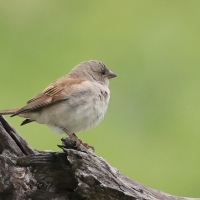 Wróbel blady - Passer diffusus - Southern Grey-headed Sparrow