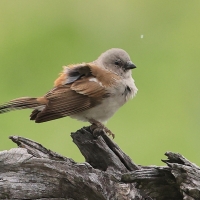 Wróbel blady - Passer diffusus - Southern Grey-headed Sparrow