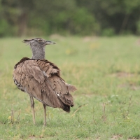 Drop olbrzymi - Ardeotis kori - Kori Bustard