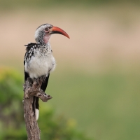 Toko buszmeński - Tockus rufirostris - Southern red-billed hornbill