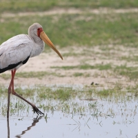 Dławigad afrykański - Mycteria ibis - Yellow-billed Stork