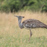 Drop olbrzymi - Ardeotis kori - Kori Bustard