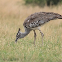Drop olbrzymi - Ardeotis kori - Kori Bustard