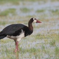 Gęsiec - Plectropterus gambensis - Spur-winged Goose